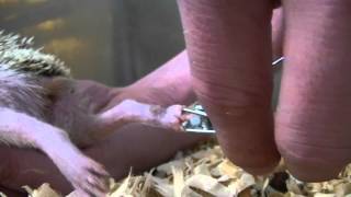 Hedgehog Care  How to clip nails [upl. by Hillier]