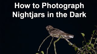 Challenging European Nightjar Photography in the Dark How do they do that [upl. by Jill]