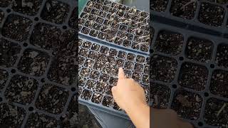 How to sow seeds for CORN amp BEANS to transplant garden gardeningtips corn beans vegetablegarden [upl. by Anemaj661]