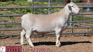 Lot 42 220035 National Show amp Sale 2024 [upl. by Anot]