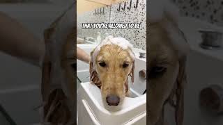 How Does She Look After Bathing🚿😧 dog doglover doglife cutedog pets petlover goldenretriever [upl. by Adaminah]