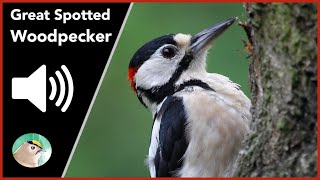 Great Spotted Woodpecker  Sounds [upl. by Goldfinch]