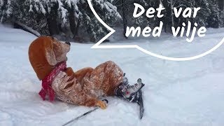 Hugo på ski hjemmevideo [upl. by Yentuoc]