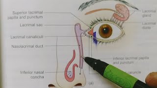 LACRIMAL APPRATUSBDCHAURASIAHEADNECK AND BRAIN ANATOMY [upl. by Miza]