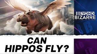 UK Finds Hippopotamus Can Surprisingly Get Airborne  Beyond Bizarre [upl. by Aisatsana]