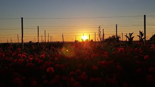 WATCHING SUNSET WITH THIS BEAUTIFUL MOHN FLOWERS  PINAY IN AUSTRIA  YOUTUBE [upl. by Kiah]