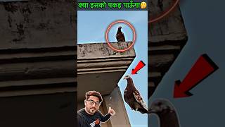 pigeon catching video 👍  pigeon kabootar kabootarbazi shorts [upl. by Fredella]