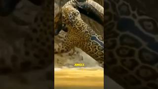 Jaguar vs crocodile shorts wildlife animals [upl. by Lledniuq811]