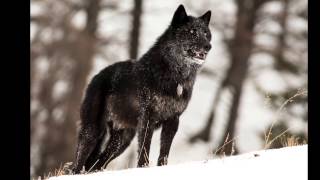 The alarm barking of an alpha male wolf in Yellowstone [upl. by Misab187]