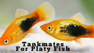 Platy Fish Tankmates [upl. by Kutzer]