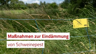 Afrikanische Schweinepest Die Lage im Kreis GroßGerau [upl. by Etheline]