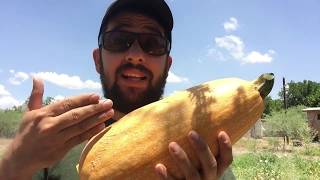 Asi Obtengo Mis Semilla De Calabaza ò Calabacín cultivo calabazacosecha de calabacín [upl. by Nosredneh]