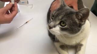 How to administer Buprenorphine to your cat [upl. by Deane]