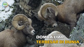 Domba Argali Spesies Domba Liar Terbesar di Dunia [upl. by Mallissa615]