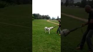 Dogo Argentino amp Bullmastiff trabajo proteccion [upl. by Low]