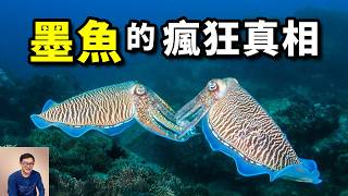 你會區分花枝、烏賊、魷魚、墨魚嗎？比章魚智商更高的頭足綱動物？會用幻術催眠螃蟹！十萬隻巨型墨魚聚集事件，令人震驚的交配策略……【老肉雜談】動物 海洋 生物 墨魚 花枝 [upl. by Siobhan222]