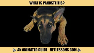 WHAT IS PANOSTEITIS [upl. by Schuman]