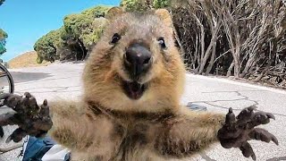 Animal Mais FELIZ DO MUNDO QUOKKA um Pequeno Canguru Setonix brachyurus [upl. by Chatterjee]