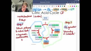 30K View  Citric Acid Cycle [upl. by Newel]