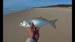 Pilchard Baiting  Sunshine Coast Surf Beach Fishing [upl. by Ellenahs845]