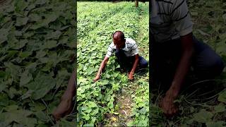 Taking Care of Pointed Gourd Field shorts [upl. by Inalaeham569]