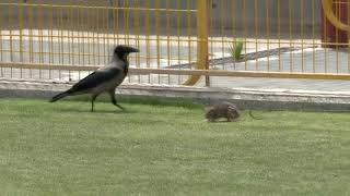 Pidgey vs Rattata [upl. by Nagam]