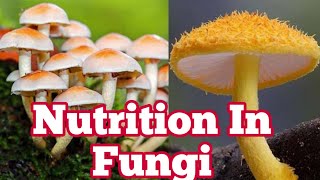 Nutrition in fungi  Saprophytes parasitic Predators  Biology 11th  Chapter 8 [upl. by Janessa188]