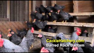 Barred Rock Bantam Chicken Breed Breeder Flock  Cackle Hatchery [upl. by Vyner]