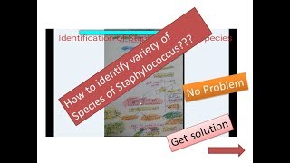 Staphylococcus Identifcation [upl. by Bartel]