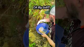 Shocking Find Gold Panning Test Reveals Rich Placer Gold Deposits Gold Prospecting NC [upl. by Enilegna]