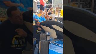 Beautiful whale circus Show nature shorts orca ocean [upl. by Spooner]