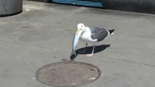 Seagull swallows a fish [upl. by Aisiram148]