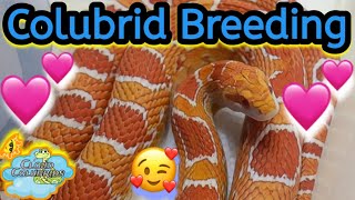 Snake Breeding 2024 Cornsnakes [upl. by Spark212]