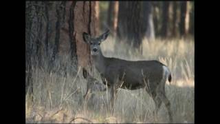 Special Forest Products on the Gifford Pinchot National Forest [upl. by Isidoro]