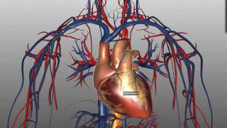 Heart Structure and Function Basics  Anatomy Tutorial [upl. by Magnien]