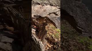 Shorts Windblown Shagbark Hickory Crashes alongside Madison Alabama’s Bradford Creek Greenway [upl. by Manton412]