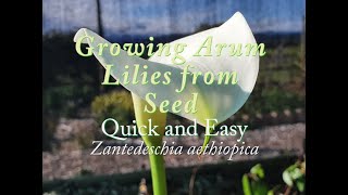 Germinating Arum Lilies from Seed Quick amp Easy Zantedeschia aethiopica [upl. by Ilyssa606]