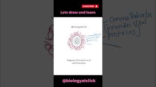 Human ovum easy diagram [upl. by Zendah]