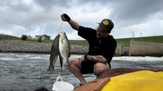 This Spillway Was LOADED With Fish Easy Limit [upl. by Arimahs]