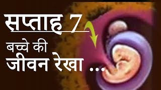 Pregnancy  Hindi  Week 7  गर्भावस्था  सप्ताह 7  डॉक्टर पद्मा [upl. by Woodie]