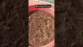 Mesembryanthemum flower seeds germinated garden happiness trending youtubeshorts himachal [upl. by Nali]