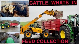 FEED COLLECTION  LOOK AT WHAT CATTLE WERE FEEDING [upl. by Gina]