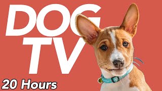 DOG TV  Exciting amp Entertaining Video for Dogs To Watch NEW [upl. by Jennilee]