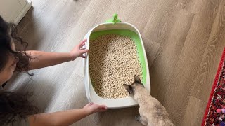 Purina Tidy Cats Litter Box System Review  2 year update How it works and why I still love it [upl. by Schweiker]