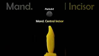 Mandibular Central Incisor carving  ParixArt howtocarve toothcarving tutorial bds [upl. by Asselem]