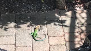 An invasive Giant Ameiva in Miami Florida [upl. by Assirhc]