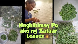 Zaatar Meaning Zaatar leavesNaghihimay Po ako ng Zataar leaves its my first time 🤦🙈🙈🙈🤦🤦🤦 [upl. by Repsac]