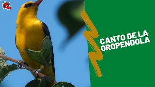 CANTO de la OROPENDOLA EUROPEA 2022 🐦🦜 [upl. by Adlay706]