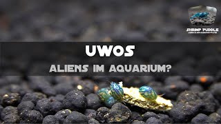 UWOs  UNBEKANNTE WASSEROBJEKTE  FREMDER BESUCH IM AQUARIUM [upl. by Yreffej]