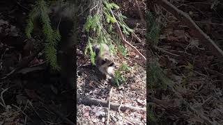 Racoon in Dog Proof trap [upl. by Stromberg]